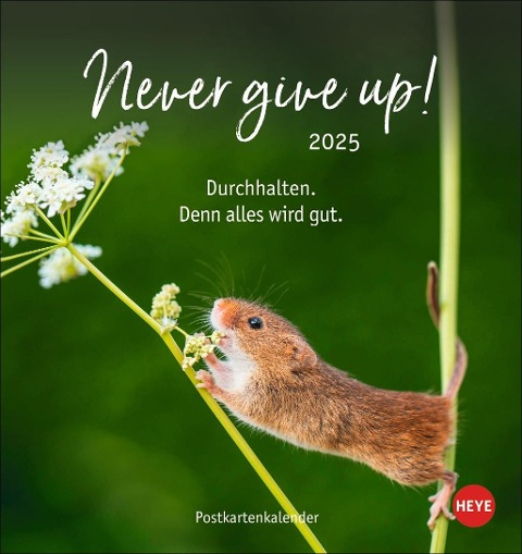 Never give up! Postkartenkalender 2025 - 