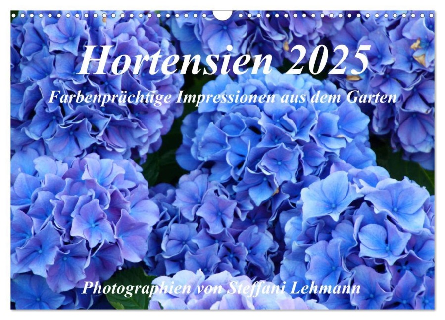 Hortensien 2025. Farbenprächtige Impressionen aus dem Garten (Wandkalender 2025 DIN A3 quer), CALVENDO Monatskalender - Steffani Lehmann