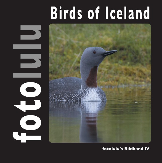 Birds of Iceland - Fotolulu