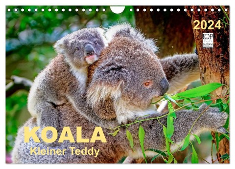 Koala - kleiner Teddy (Wandkalender 2024 DIN A4 quer), CALVENDO Monatskalender - Peter Roder