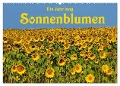 Ein Jahr lang Sonnenblumen (Wandkalender 2025 DIN A2 quer), CALVENDO Monatskalender - Anke van Wyk - www. germanpix. net
