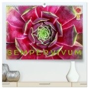 Cover-Bild zum Titel 'Sempervivum - Hauswurz (hochwertiger Premium Wandkalender 2026 DIN A2 quer), Kunstdruck in Hochglanz' von 'Martina Cross'
