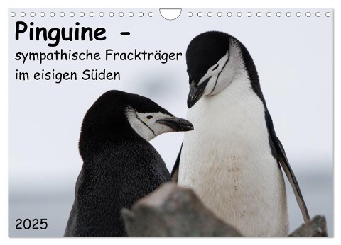 Pinguine - sympathische Frackträger im eisigen Süden (Wandkalender 2025 DIN A4 quer), CALVENDO Monatskalender - Anna-Barbara Utelli