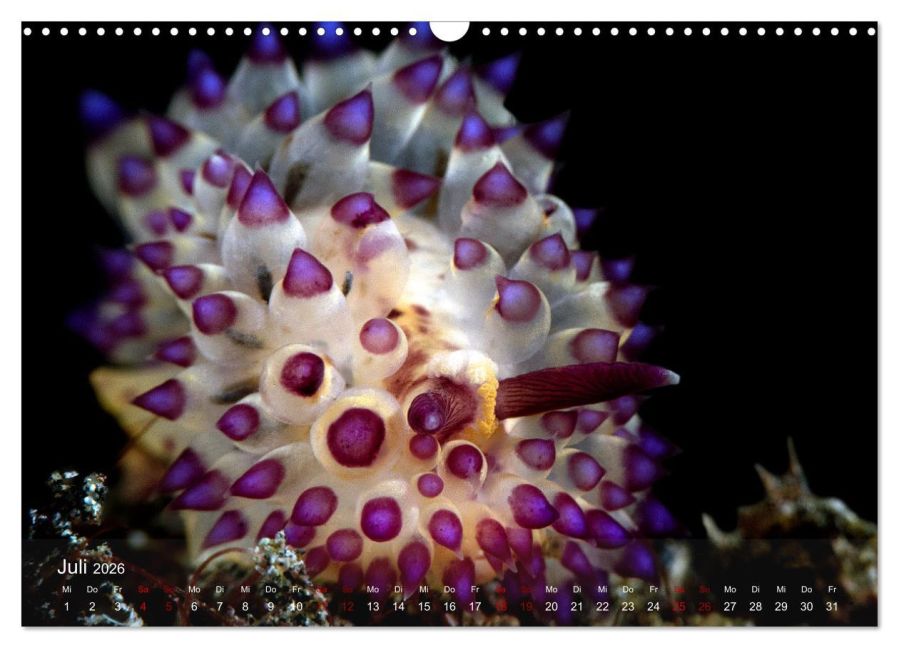 InsideView 12