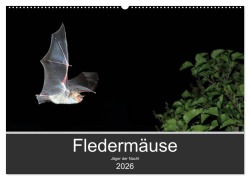 Cover-Bild zum Titel 'Fledermäuse - Jäger der Nacht (Wandkalender 2026 DIN A2 quer), CALVENDO Monatskalender' von 'Otto Schäfer'