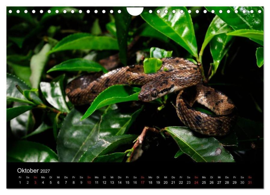 InsideView 12