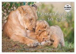 Emotionale Momente: Löwenbabys - so süß. (Wandkalender 2025 DIN A2 quer), CALVENDO Monatskalender - Ingo Gerlach