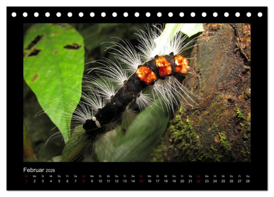 InsideView 7
