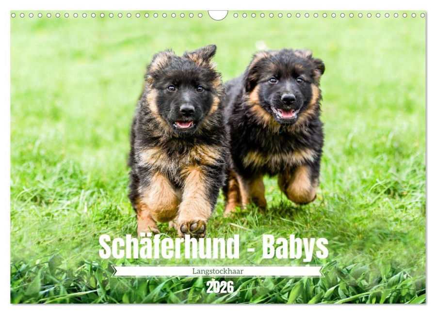 Langstockhaar - Schäferhund - Babys (Wandkalender 2026 DIN A3 quer), CALVENDO Monatskalender - Jana K. Fotografie