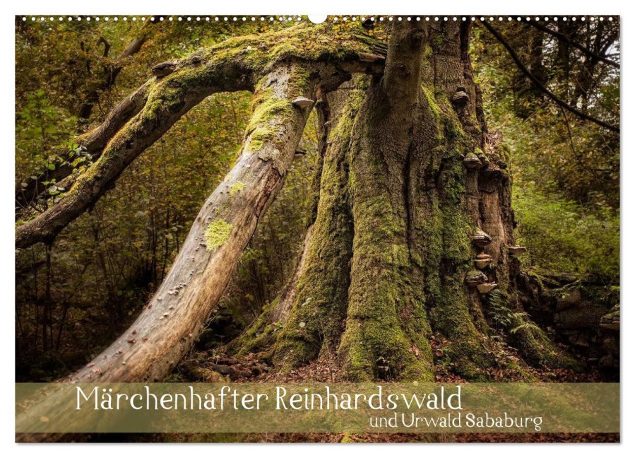 Märchenhafter Reinhardswald und Urwald Sababurg (Wandkalender 2026 DIN A2 quer), CALVENDO Monatskalender - Michael Pohl