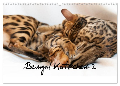 Bengal Kätzchen 2 (Wandkalender 2024 DIN A3 quer), CALVENDO Monatskalender - Sylke Enderlein - Bethari Bengals