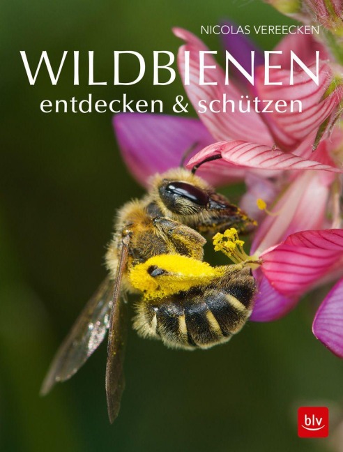 Wildbienen entdecken & schützen - Nicolas Vereecken