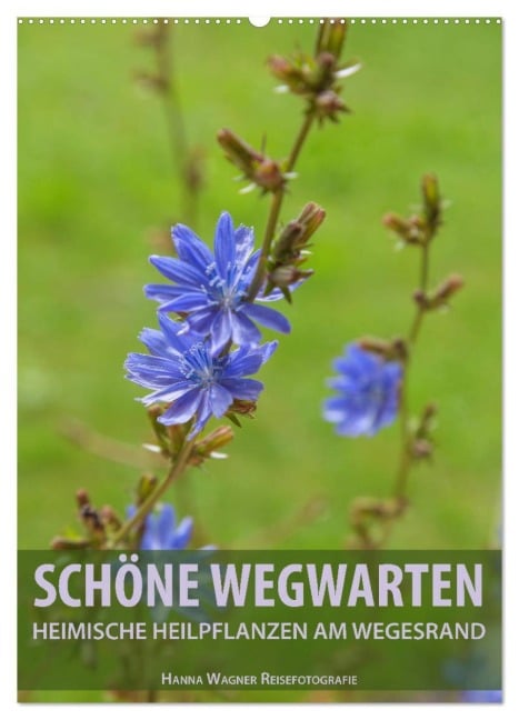 Schöne Wegwarten. Heimische Heilpflanzen am Wegesrand (Wandkalender 2026 DIN A2 hoch), CALVENDO Monatskalender - Hanna Wagner