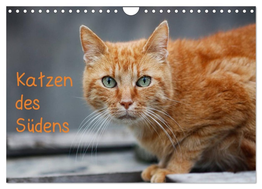 Katzen des Südens (Wandkalender 2026 DIN A4 quer), CALVENDO Monatskalender - Claudia Möckel Lucy L!u