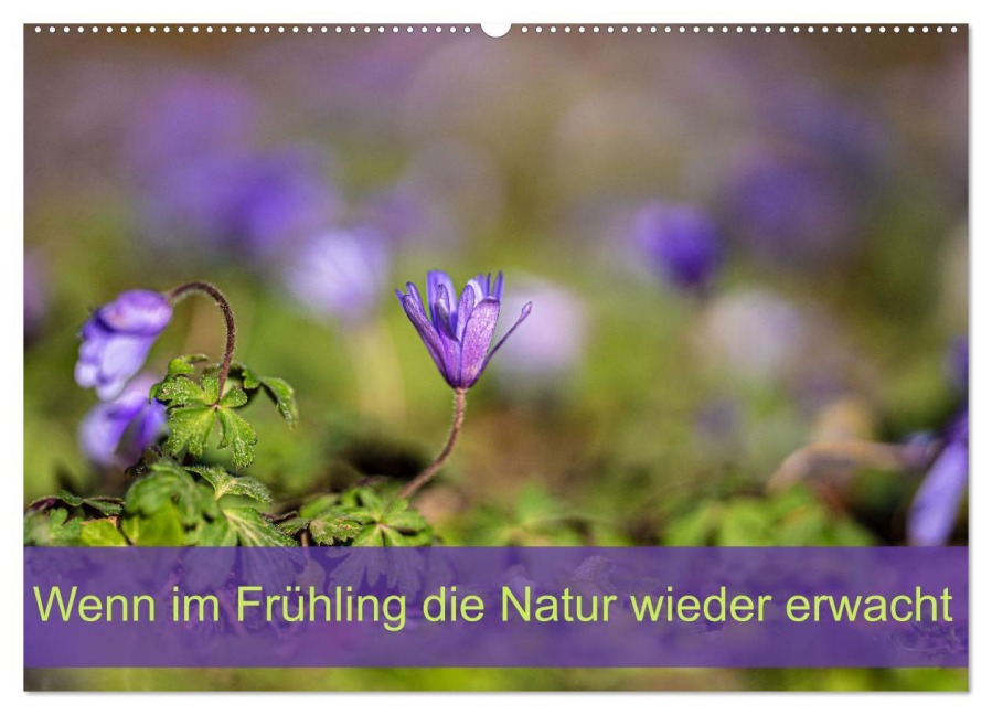 Wenn im Frühling die Natur wieder erwacht (Wandkalender 2026 DIN A2 quer), CALVENDO Monatskalender - Monika Scheurer