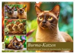 Burma-Katzen. Ausstrahlung und Anmut der faszinierenden Samtpfoten (Wandkalender 2026 DIN A3 quer), CALVENDO Monatskalender - Rose Hurley
