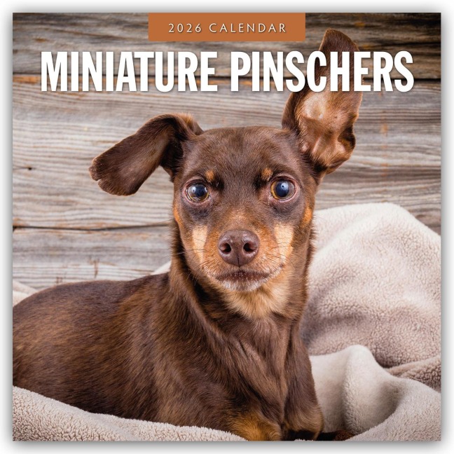 Miniature Pinschers - Zwergpinscher - Rehpinscher 2026 - 16-Monatskalender - Robin Red