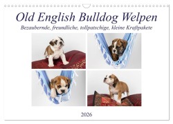 Old English Bulldog Welpen (Wandkalender 2026 DIN A3 quer), CALVENDO Monatskalender - Fotodesign Verena Scholze