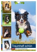 Cover-Bild zum Titel 'Traumhaft schön - Der Berner Sennenhund (Wandkalender 2026 DIN A4 hoch), CALVENDO Monatskalender' von 'Sigrid Starick'