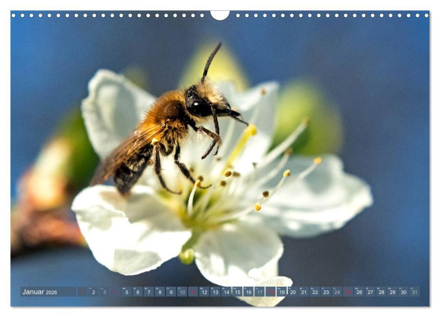 InsideView 6