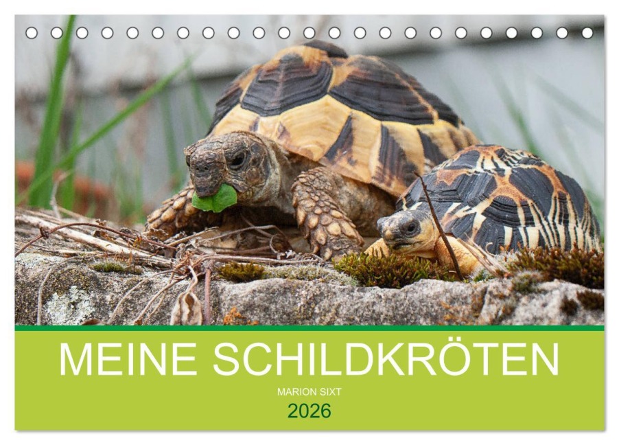 Meine Schildkröten (Tischkalender 2026 DIN A5 quer), CALVENDO Monatskalender - Marion Sixt