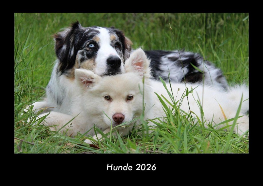 Hunde 2026 Fotokalender DIN A3 - Tobias Becker