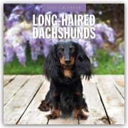 Long-Haired Dachshunds - Langhaardackel 2026 - 16-Monatskalender - Robin Red