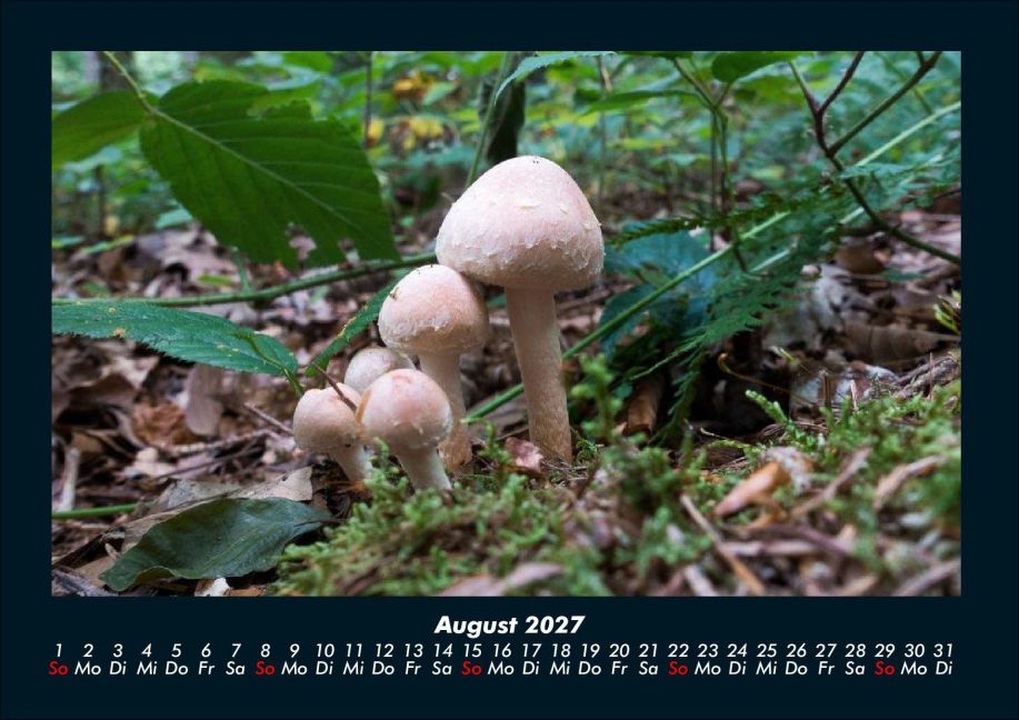 InsideView 12