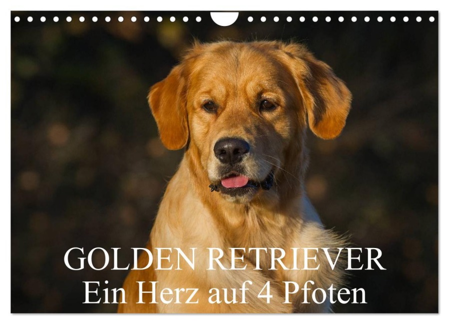 Golden Retriever - Ein Herz auf 4 Pfoten (Wandkalender 2026 DIN A4 quer), CALVENDO Monatskalender - Sigrid Starick