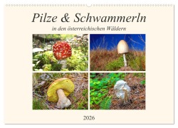 Cover-Bild zum Titel 'Pilze & Schwammerln (Wandkalender 2026 DIN A2 quer), CALVENDO Monatskalender' von 'Christa Kramer'