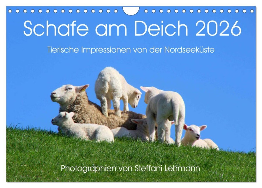 Schafe am Deich 2026. Tierische Impressionen von der Nordseeküste (Wandkalender 2026 DIN A4 quer), CALVENDO Monatskalender - Steffani Lehmann