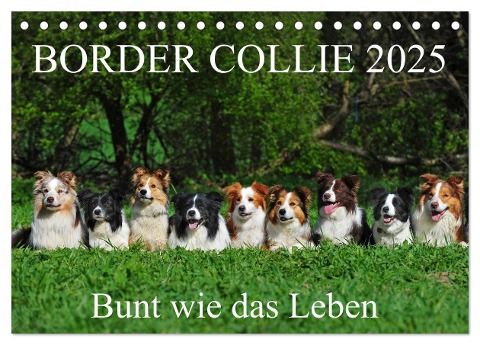 Border Collie 2025 (Tischkalender 2025 DIN A5 quer), CALVENDO Monatskalender - Sigrid Starick