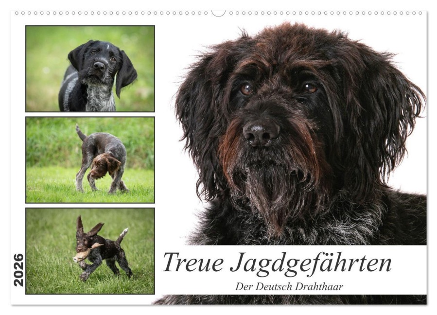 Treue Jagdgefährten - Der Deutsch Drahthaar (Wandkalender 2026 DIN A2 quer), CALVENDO Monatskalender - Yvonne Streib