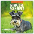 Miniature Schnauzer - Zwergschnauzer 2025 - 16-Monatskalender - 