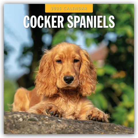 Cocker Spaniels - Cocker Spaniel 2025 - 16-Monatskalender - 