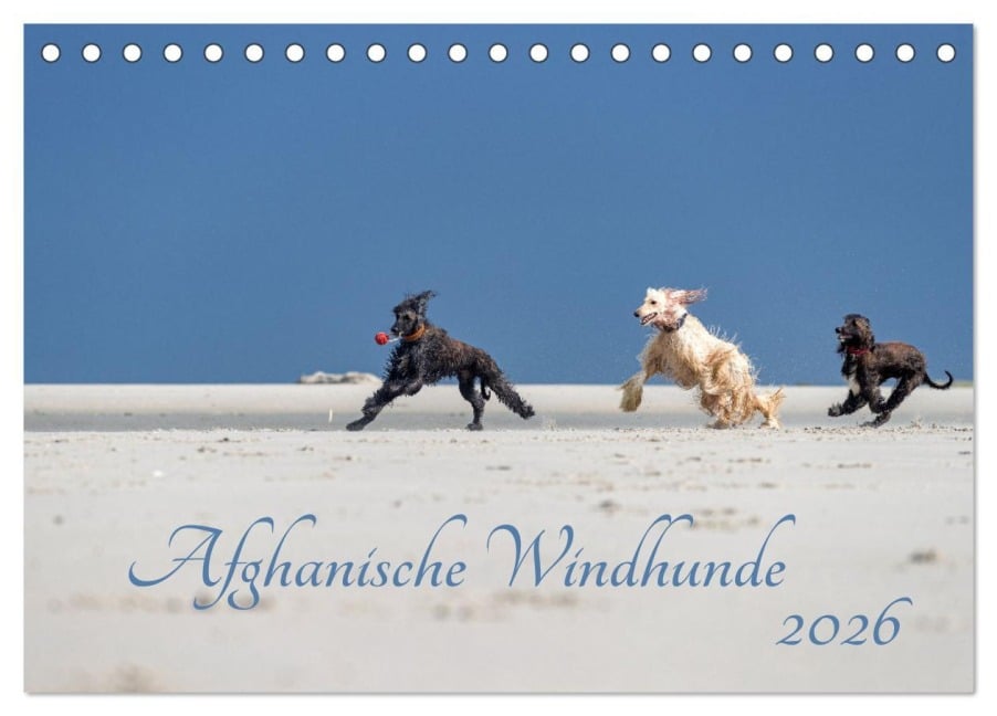 AFGHANISCHE WINDHUNDE 2026 (Tischkalender 2026 DIN A5 quer), CALVENDO Monatskalender - Annett Mirsberger annettmirsberger. de