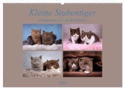 Cover-Bild zum Titel 'Kleine Stubenstiger (Wandkalender 2026 DIN A2 quer), CALVENDO Monatskalender' von 'Janina Bürger'