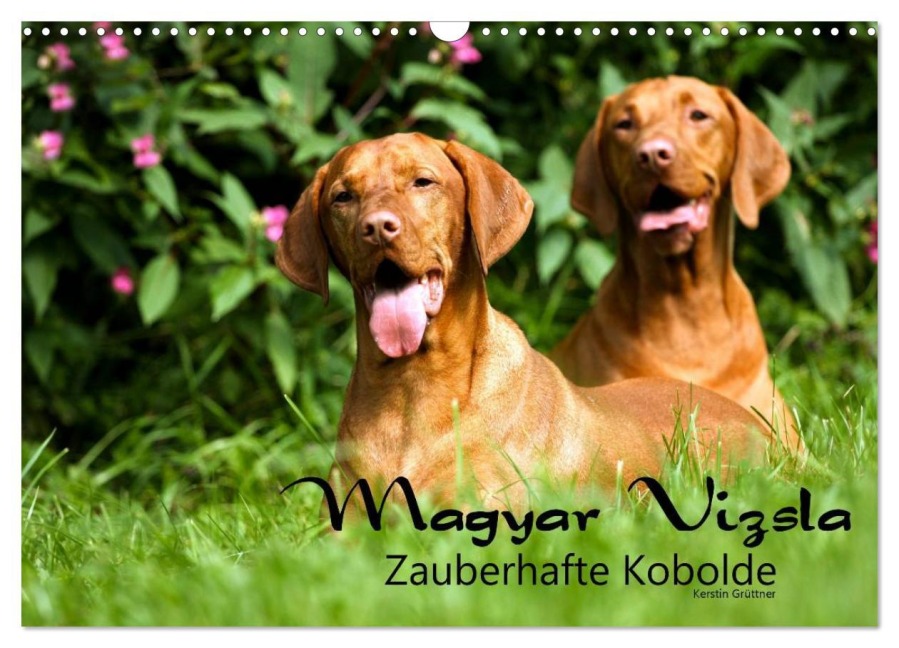 Magyar Vizsla - Zauberhafte Kobolde (Wandkalender 2026 DIN A3 quer), CALVENDO Monatskalender - Kerstin Grüttner