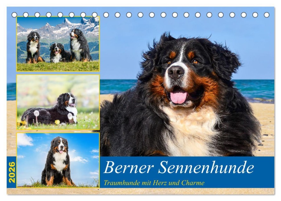 Berner Sennenhunde - Traumhunde mit Charme (Tischkalender 2026 DIN A5 quer), CALVENDO Monatskalender - Jana K. Fotografie