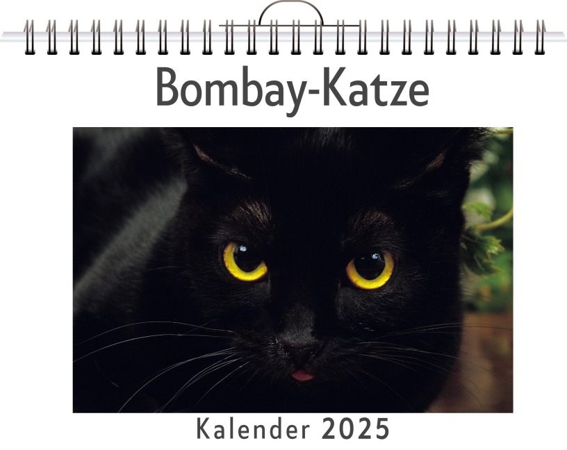 Bombay-Katze - Elias Herrmann