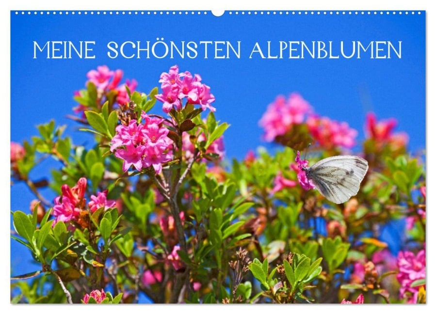 Meine schönsten Alpenblumen (Wandkalender 2026 DIN A2 quer), CALVENDO Monatskalender - Christa Kramer