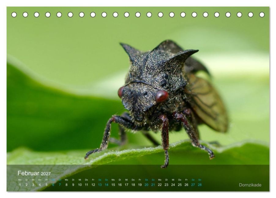 InsideView 7