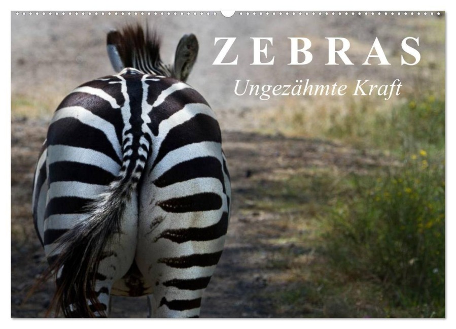 Zebras - Ungezähmte Kraft (Wandkalender 2027 DIN A2 quer), CALVENDO Monatskalender - Elisabeth Stanzer