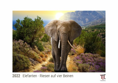Elefanten - Riesen auf vier Beinen 2022 - White Edition - Timokrates Kalender, Wandkalender, Bildkalender - DIN A4 (ca. 30 x 21 cm) - 