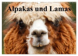 Alpakas und Lamas (Wandkalender 2026 DIN A3 quer), CALVENDO Monatskalender - Elisabeth Stanzer