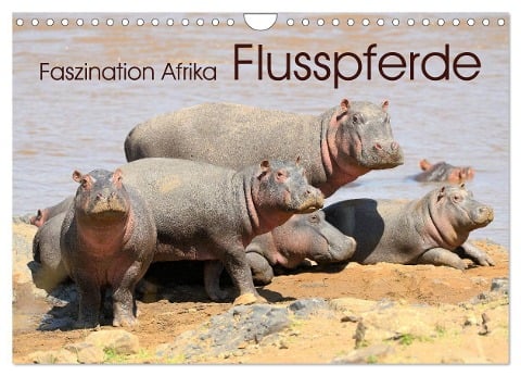 Faszination Afrika: Flusspferde (Wandkalender 2024 DIN A4 quer), CALVENDO Monatskalender - Elmar Weiss