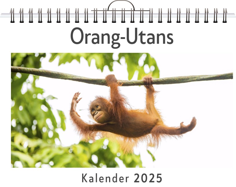 Orang-Utans - (Wandkalender 2025, Kalender DIN A4 quer, Monatskalender im Querformat mit Kalendarium, das perfekte Geschenk) - Lucy Braun