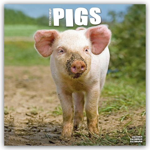 Pigs - Schweine 2024 - 16-Monatskalender - Avonside Publishing Ltd