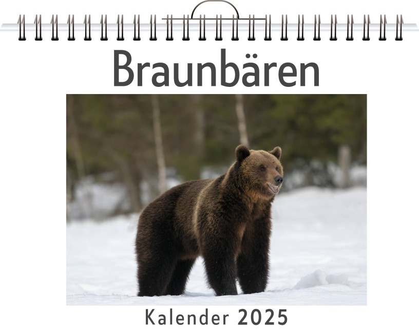 Braunbären - Leon Hofmann