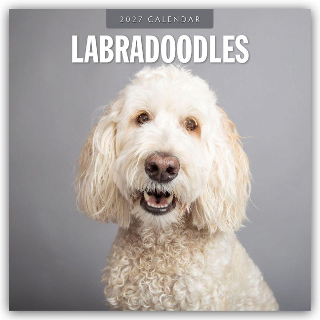 Labradoodles - Labradoodle 2027 - 16-Monatskalender - Robin Red